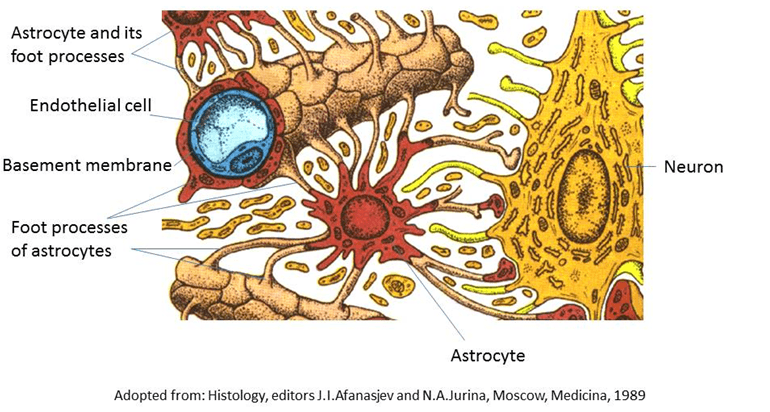 The Blood-Brain Barrier – Morphology of Nervous System