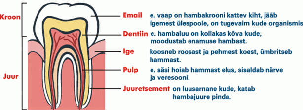 Allikas: [val=http://www.ut.ee/tervis/hambad/p1_1.htm href=http://www.ut.ee/tervis/hambad/p1_1.htm]