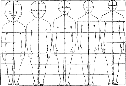 Allikas: [val=http://commons.wikimedia.org/wiki/File:Neoteny_body_proportion_heterochrony_human.png href=http://commons.wikimedia.org/wiki/File:Neoteny_body_proportion_heterochrony_human.png]