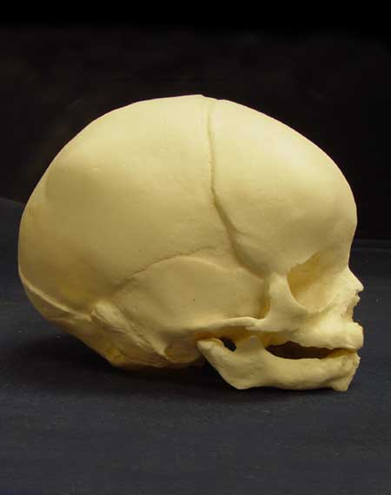 Allikas: [val= http://www.francecasts.com/casts/humans/cranial/ href=http://www.francecasts.com/casts/humans/cranial/]