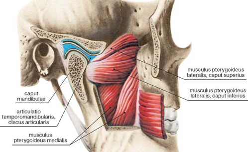 Allikas: [val=http://www.zdravosil.ru/xirurgicheskaya-anatomiya-arterialnyx-stvolov/page/73/ href=http://www.zdravosil.ru/xirurgicheskaya-anatomiya-arterialnyx-stvolov/page/73/]