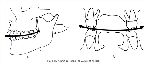 Allikas: [val=http://www.intelligentdental.com/2012/05/06/curve-of-spee/ href=http://www.intelligentdental.com/2012/05/06/curve-of-spee/]