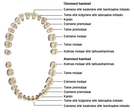 hammaste_nimetused.png