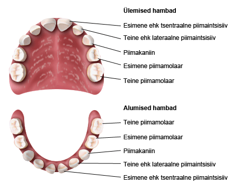 hammaste_nimetused_piimah.png