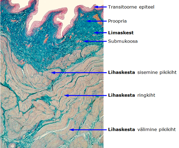 kusejuha.png