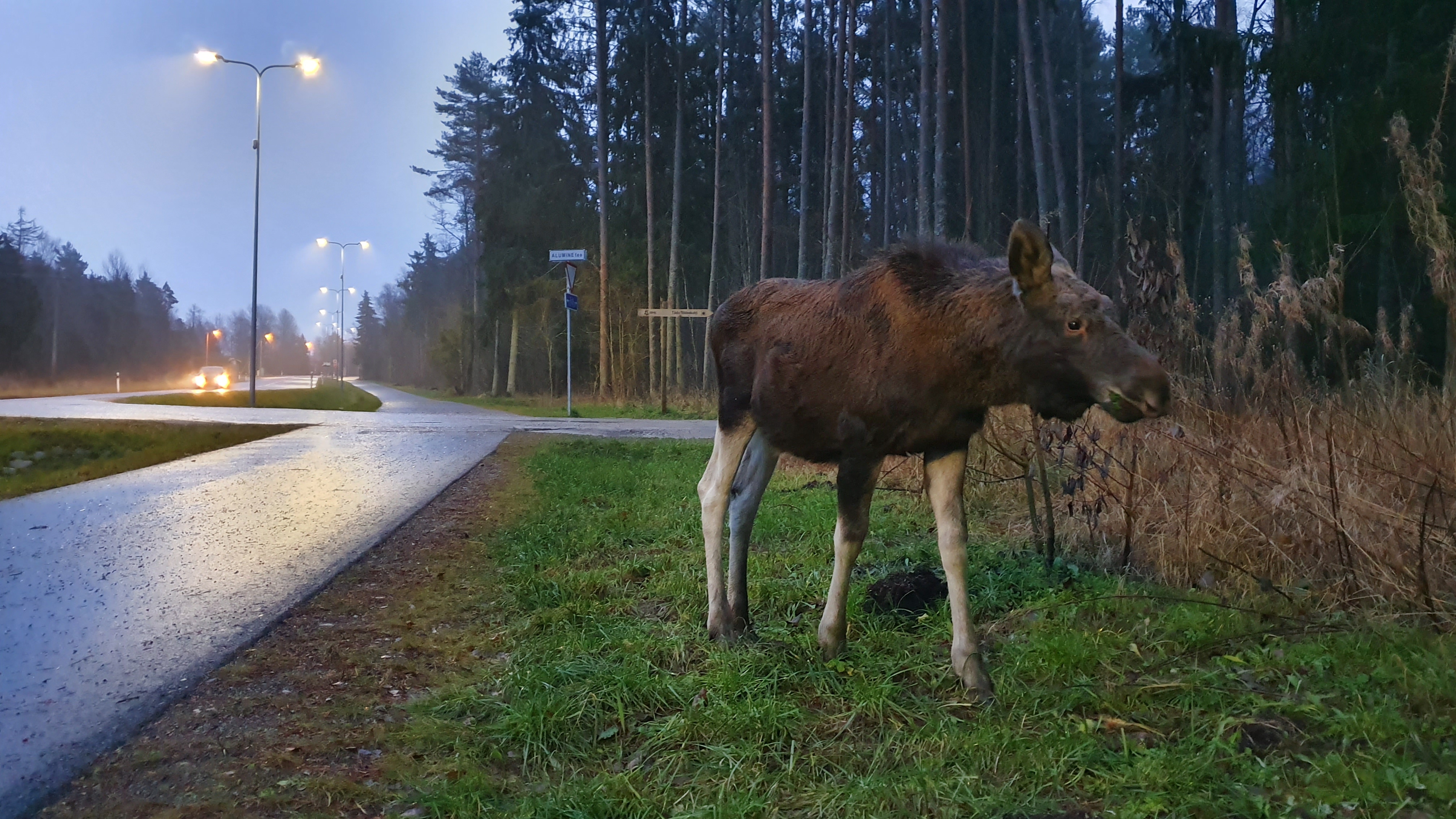 Võidutöö „Kohanemine“. Autor Märt Puust.