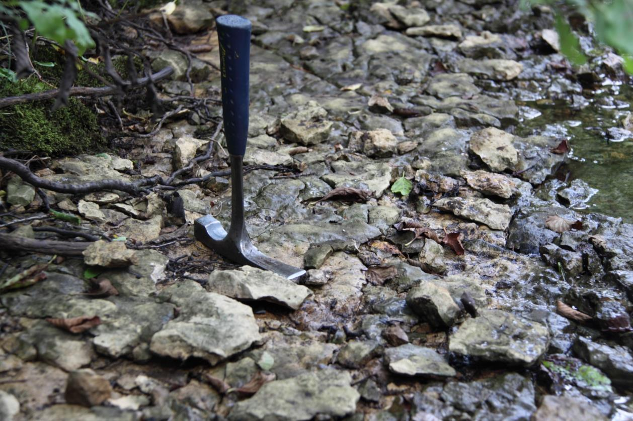 Hirmuse oja kaldapaljandis paljanduvad Hirmuse kihistu õhukesekihilised lubjakivid (foto: T. Meidla, 2014).