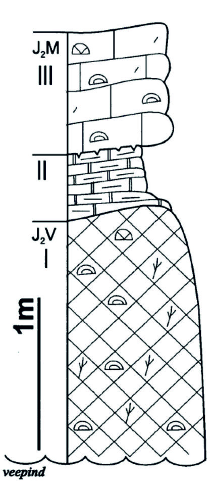 Jaagarahu murru läbilõike joonis (Tinn et al., 2002).