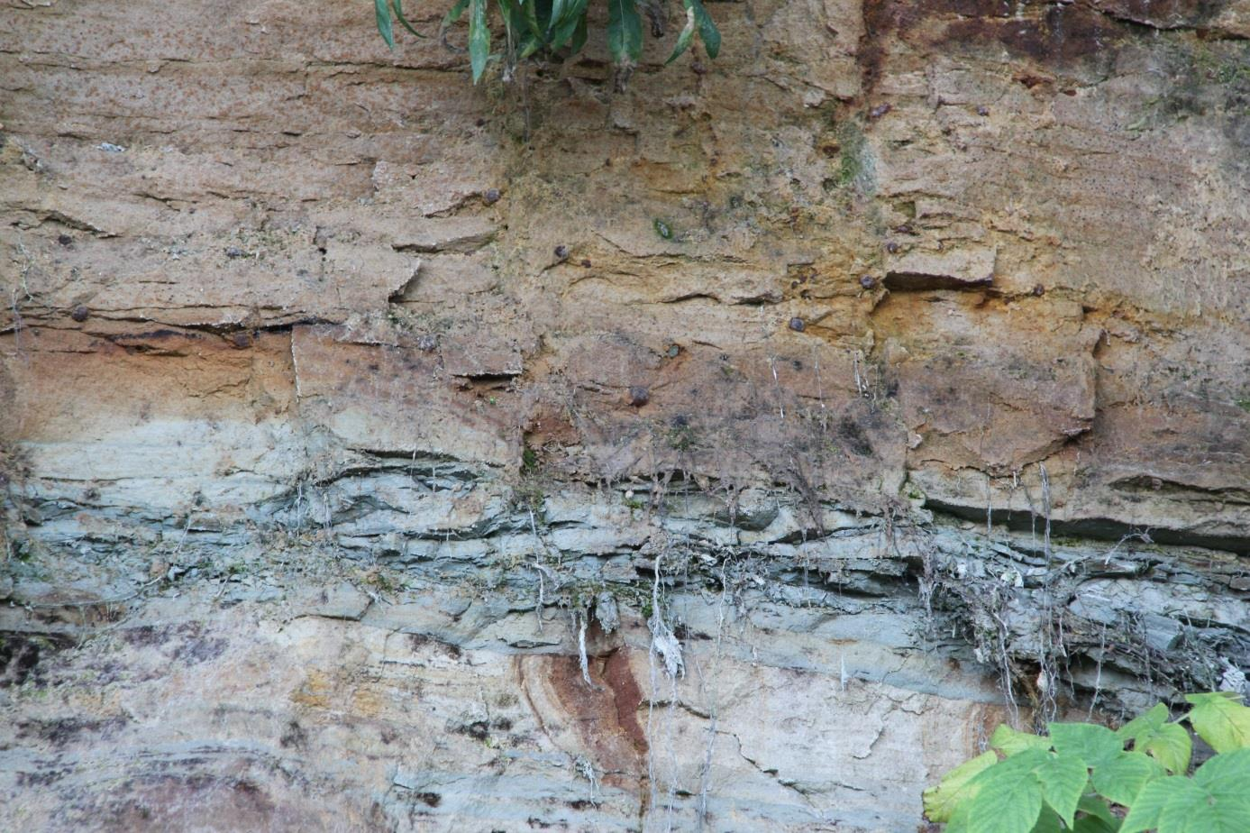 Kakumäe paljand. Fosfaatsed veerised Kakumäe kihistiku alumisel piiril (foto: T. Meidla, 2013).