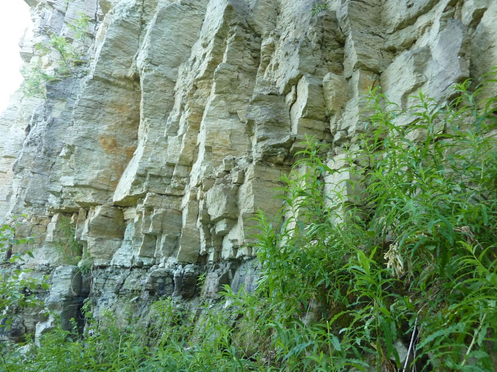 Kalvi pank. Kalvi kihistik paljandub 55 cm paksuselt, lasub savika glaukoniitlubjakivi peal (esimene helepruun intervall altpoolt)(foto: T. Paiste, 2014).