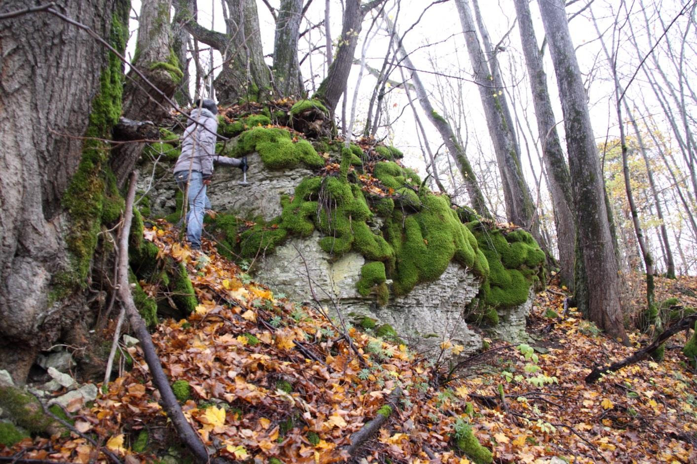 Kandle panga metsavahel paiknev paljand, vasaraga märgitud Kandle kihistu ooidlubjakivi basaal (foto: T. Meidla, 2014).