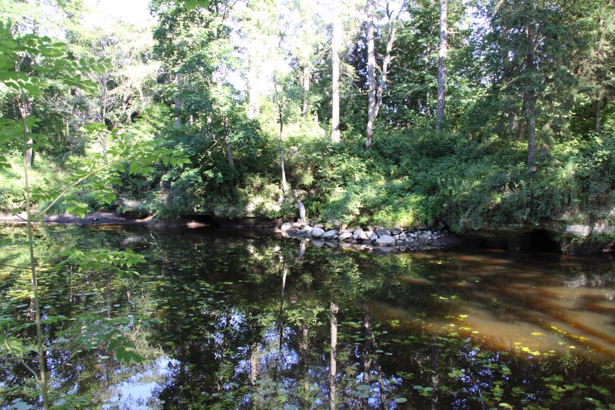 Vihula mõisa paisjärve Mustjõe kaldal asuv Katela kaldapaljand (foto: T. Meidla, 2014).