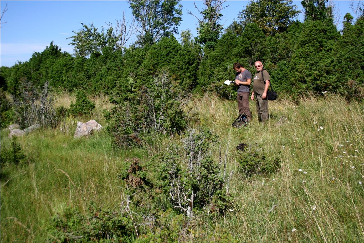 Kõrgessaare paemurd. Edelast tehtud pilt. Kunagine murru sein põhja-lõunasuunaline (foto: S. Soomer, 2012).