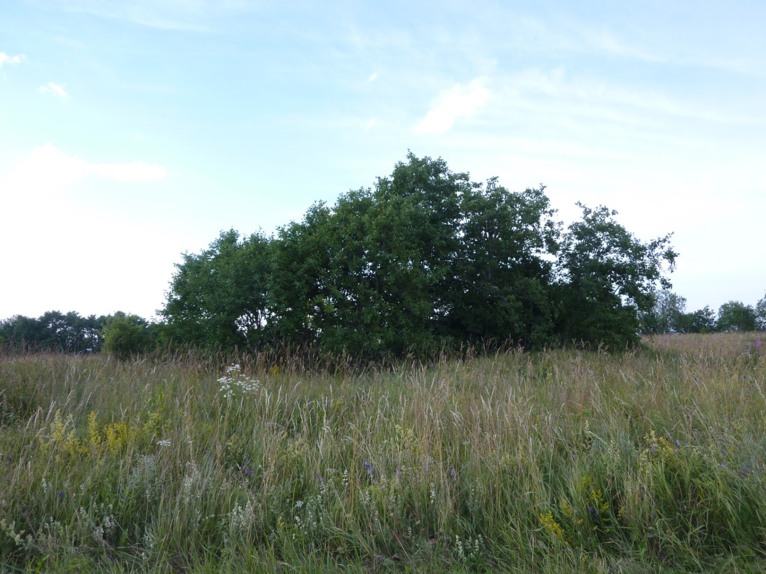 Üldvaade kunagise Künnapõhja paljandi asukohale (foto: T. Meidla, 2014).