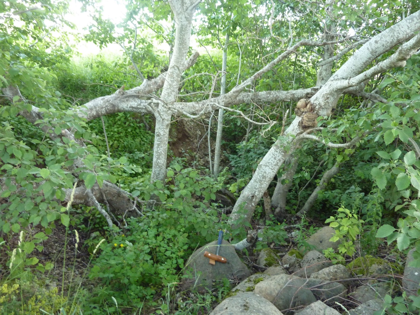 Põllult pärinevad kivid Künnapõhja paljandis (foto: T. Meidla, 2014).