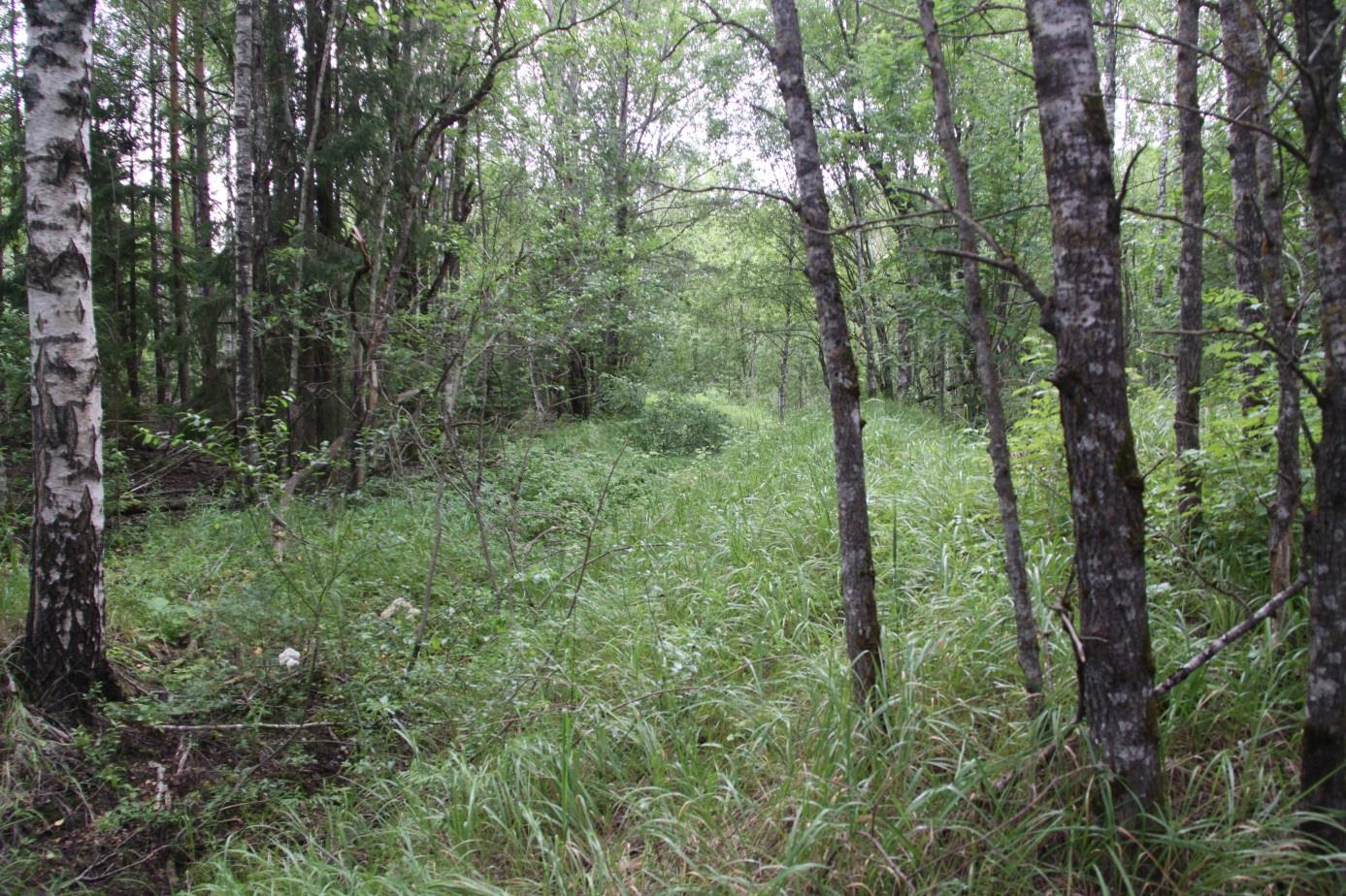 Kunagise Küttejõu karjääri praegune metsastunud olek (foto: T. Meidla, 2014).