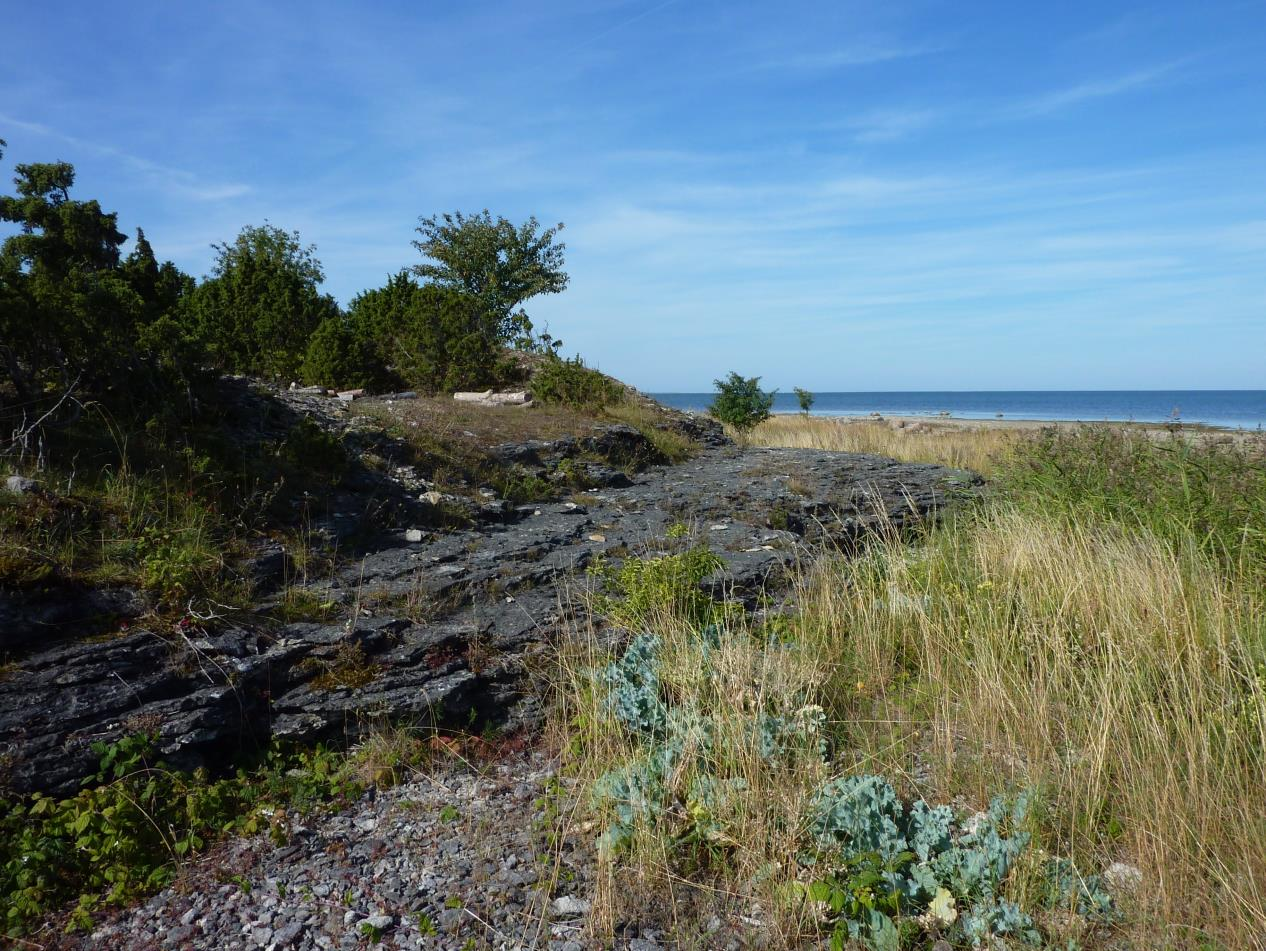 Lõo pank, lõunapoolsem astang (foto: T. Paiste, 2015).