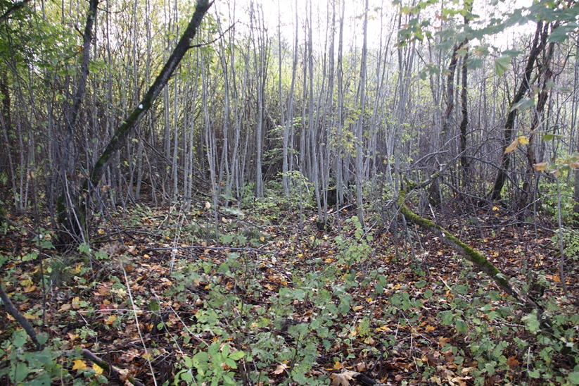 Arvatav vana Mõhküla paemurru põhi, esiplaanil läbitav, taustal läbimatu võsa (foto: T. Meidla, 2017).