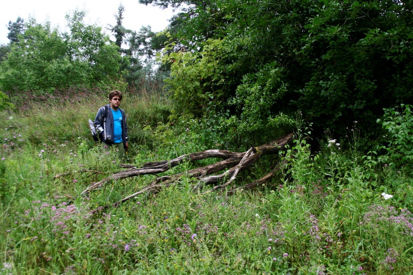 Nõmmeküla paemurru edelanurga läänekülg, kus paljanduvad kamardunud lubjakivitükid (foto: T. Ani, 2012).