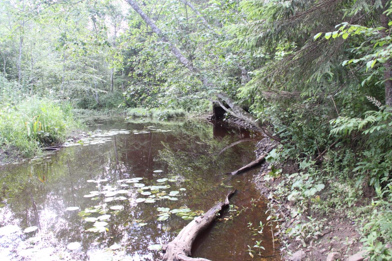 Oandu jõe kaldapaljand. Vaade ülesvoolu (foto: T. Meidla, 2014).