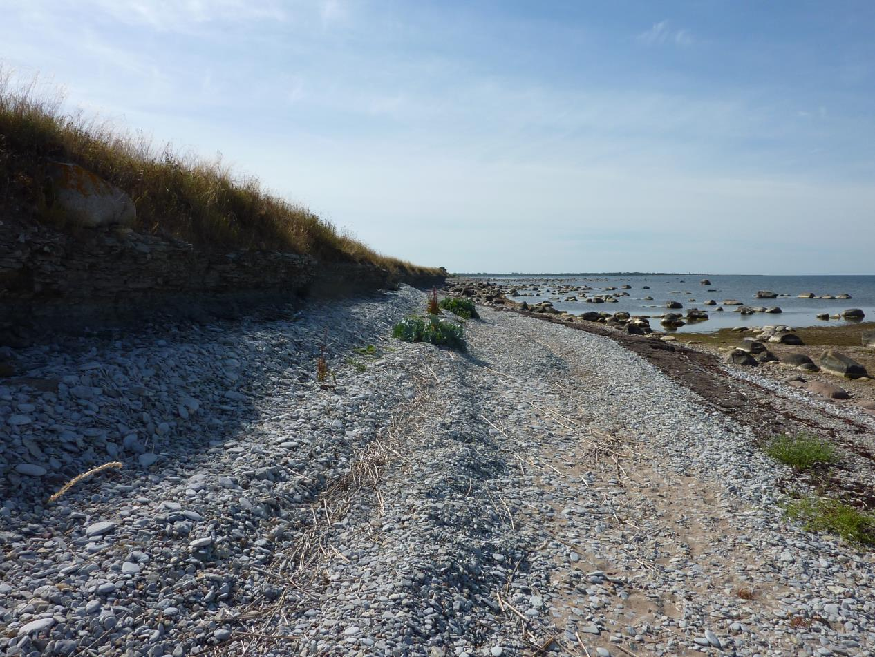 Enamus Ohesaare panga lõunaosa astangu kõrgusest on mattunud klibuvalli alla (foto: T. Paiste, 2015).