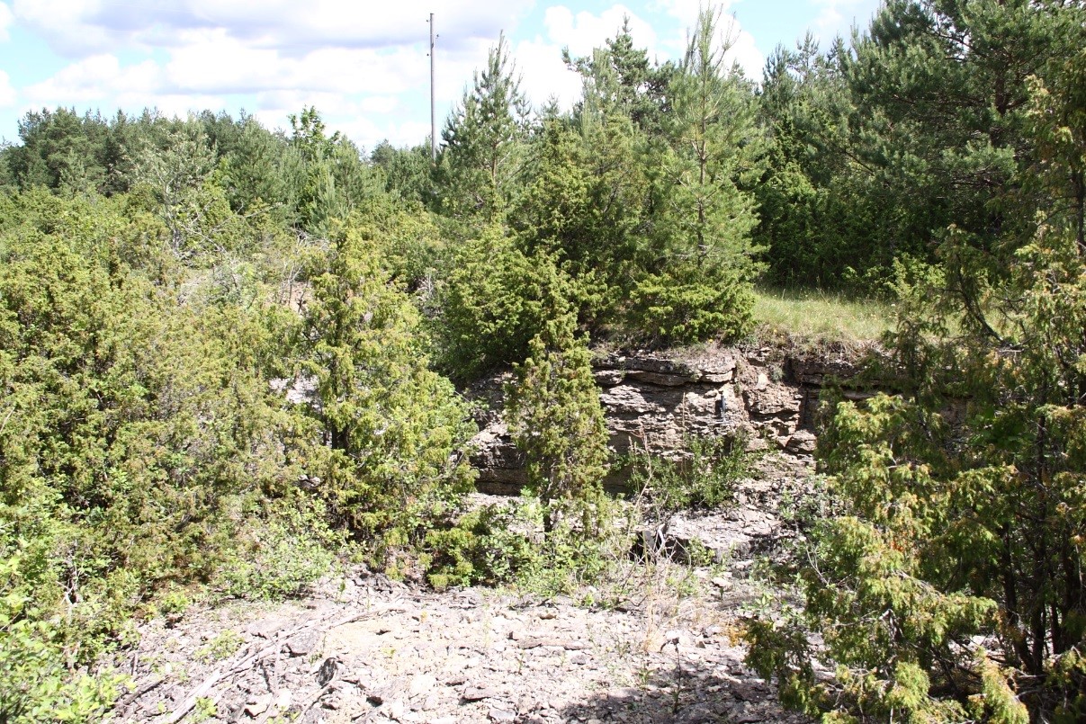 Paadla vana paemurd, mis on suures osas kadakaid täis kasvanud. Pildil paemurru kirdepoolne ots (foto: T. Meidla, 2017).