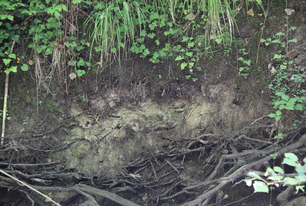 Poruni jõe kõige sillapoolsem paljand, paljandub hele liivakivi (foto: T. Meidla, 2017).