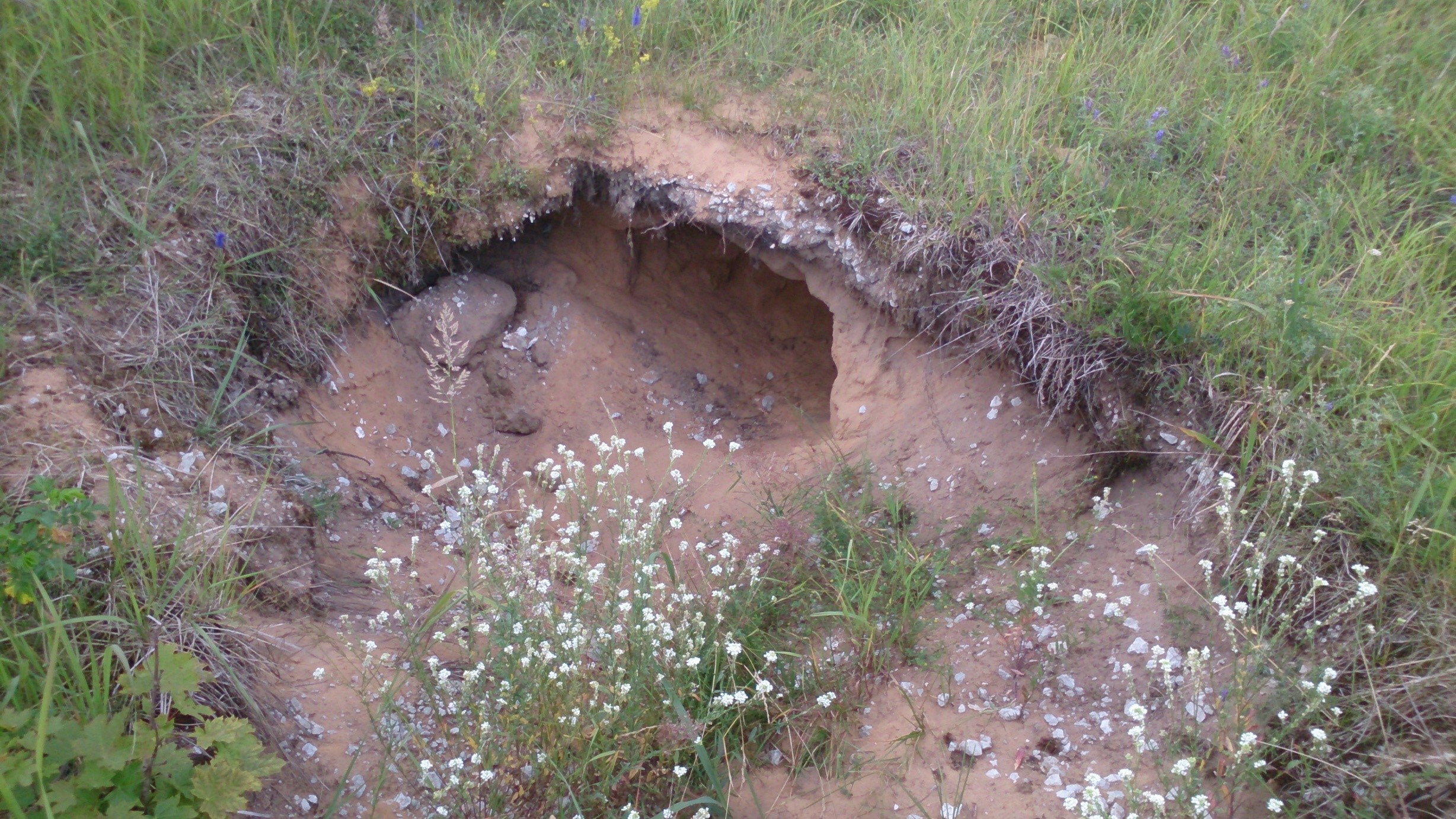 Liivane „läbilõige“ (täitematerjal?) Rausvere paemurru koordinaatidel (foto: T. Meidla, 2015).