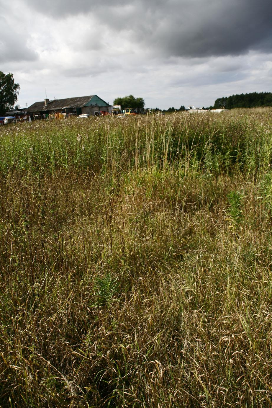 Vaade loodesse oletatava Saue-Kirsimäe vana paemurru keskelt (foto: S. Soomer, 2013).