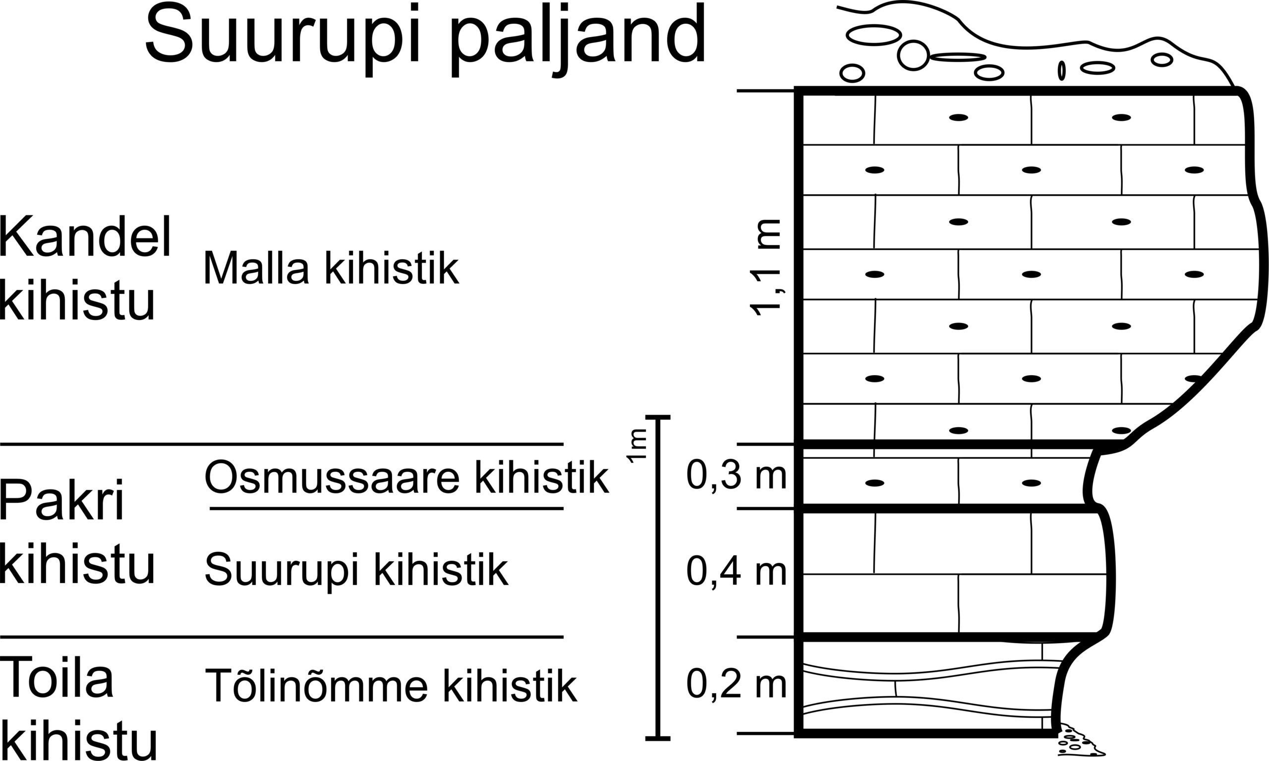 Suurupi paljandi läbilõige, 2012. (joonis: Paiste T.)