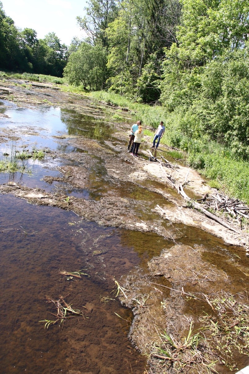 Jõe põhjas paljanduvat dolomiiti katab muda, taimed ja vetikad (foto: T. Meidla, 2017).