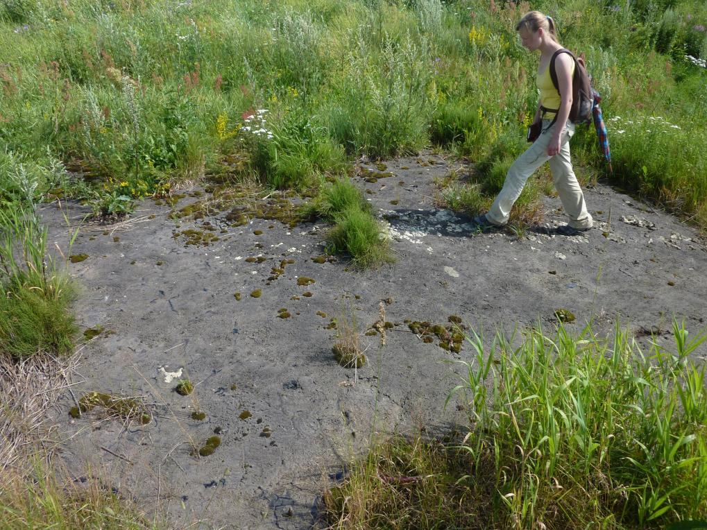 Fenoolijäägid Uhaku joa astangul ja edasisel alal (foto: T. Paiste, 2014).