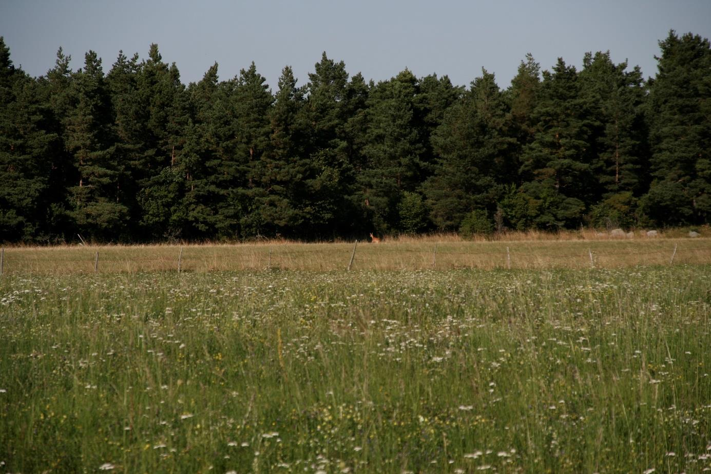 Heinamaa, millel arvatavasti asus kunagine murd (foto: T. Ani, 2015).