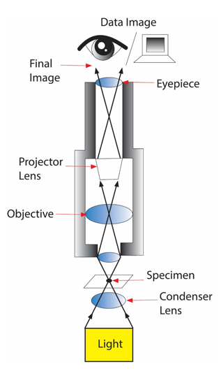 Fig1_LM