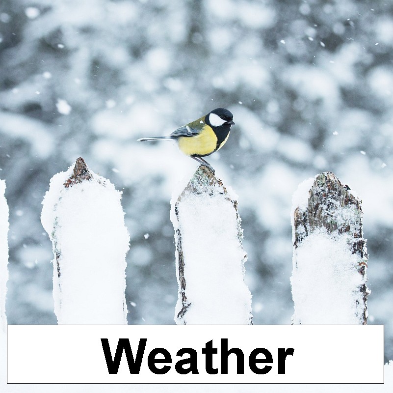 weather_birdie_enjoying_winter_karl_ander_adami_434421