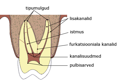 juurekanal-piirkonnad2.png