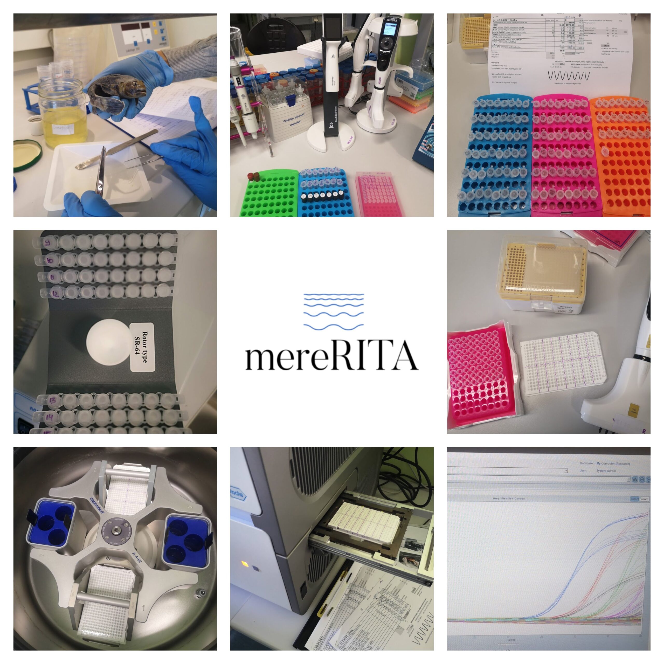 qPCR