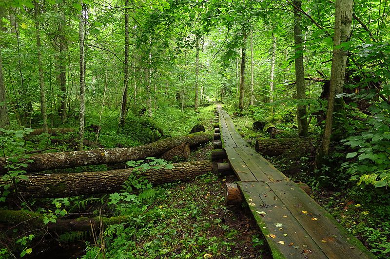 Järvselja nature reserve