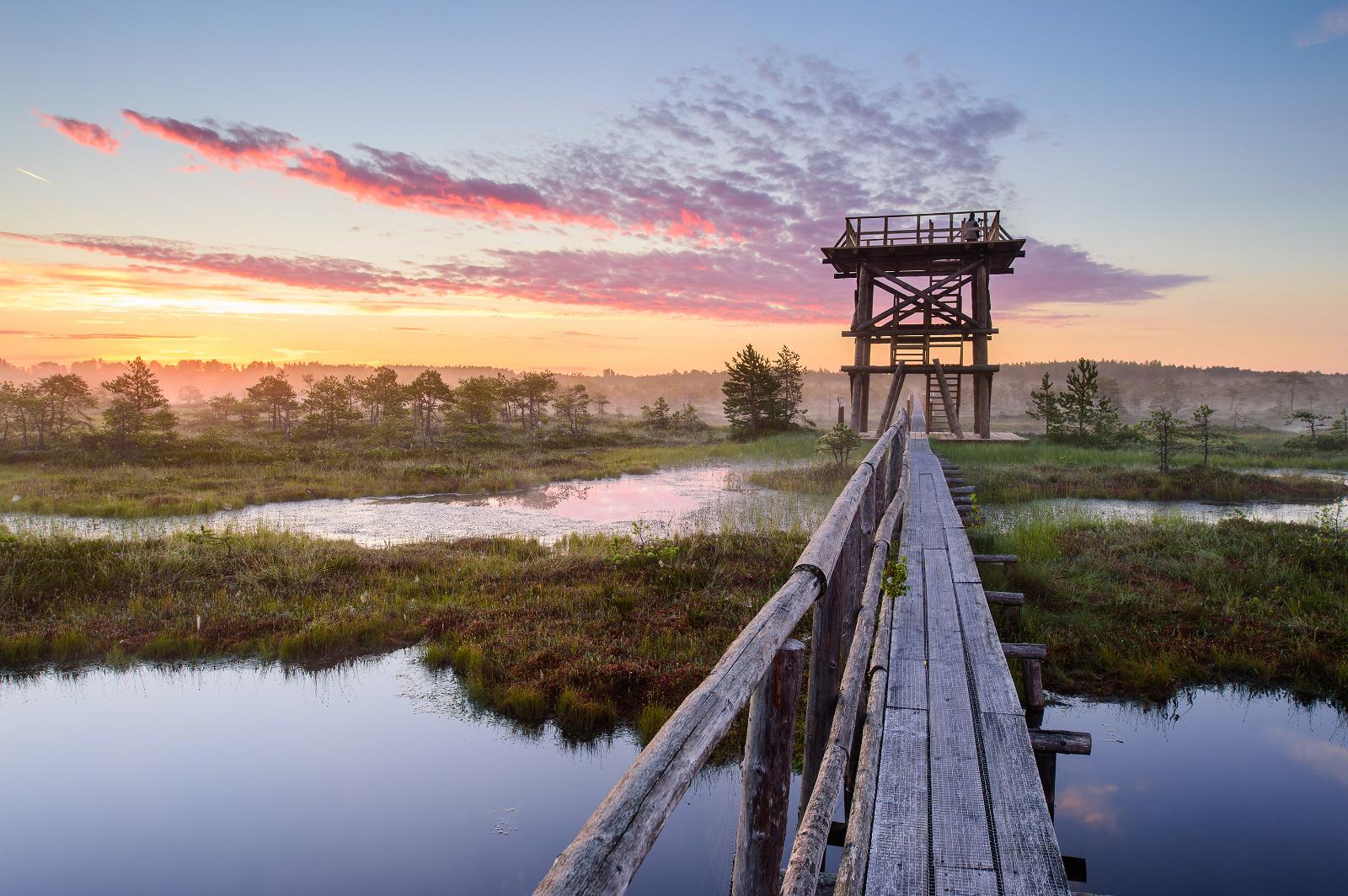 Männikjärve bog