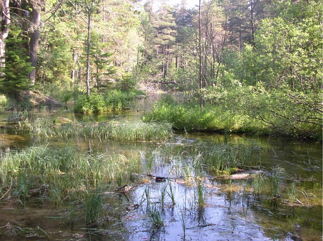 Odalätsi spring