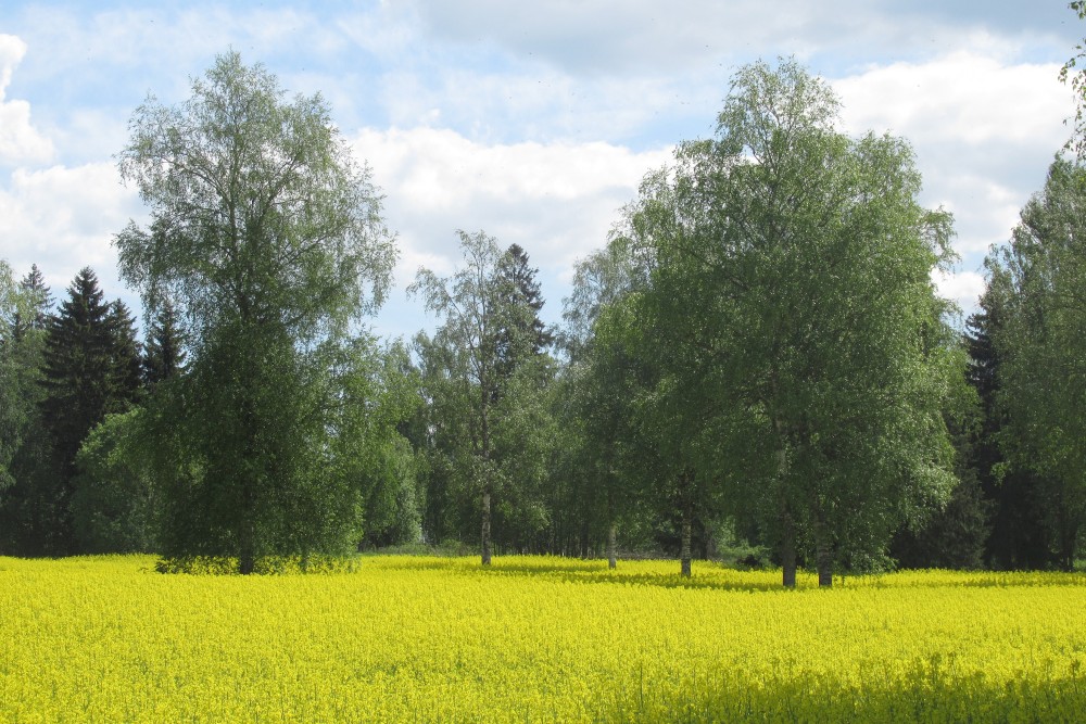 Põllu-metsandus / Agro-forestry