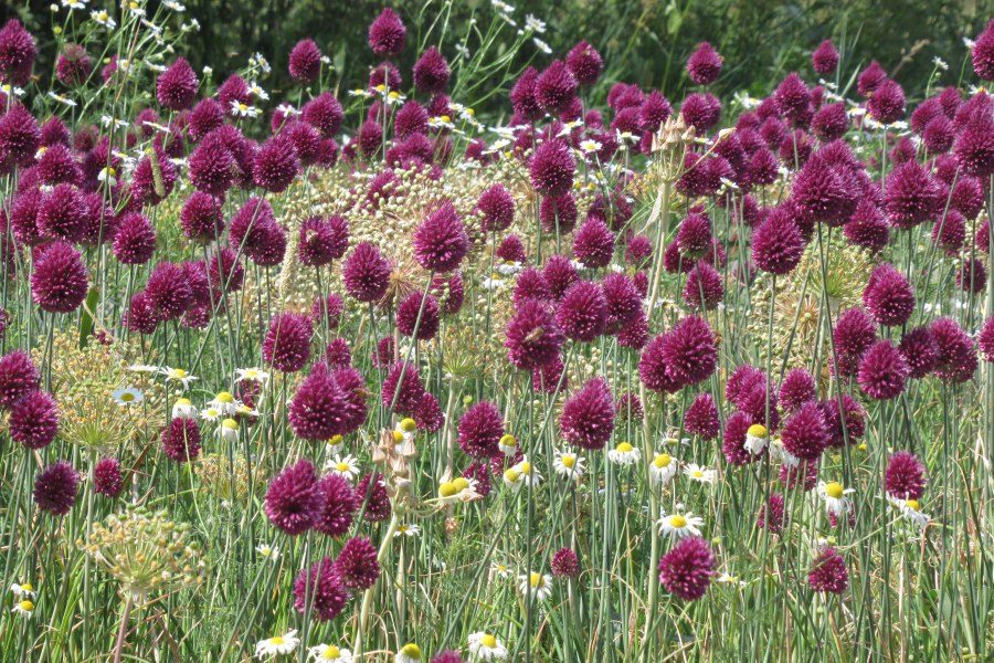 Allium