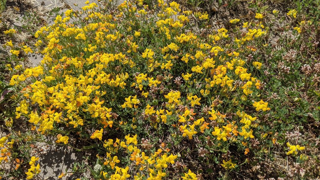 Lotus corniculatus