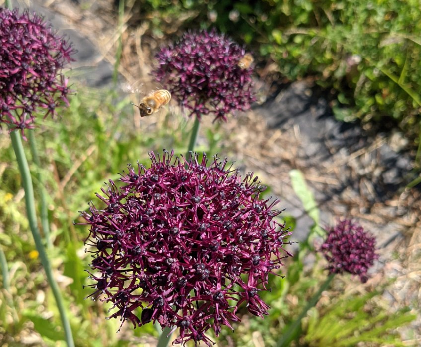 Allium honeybee