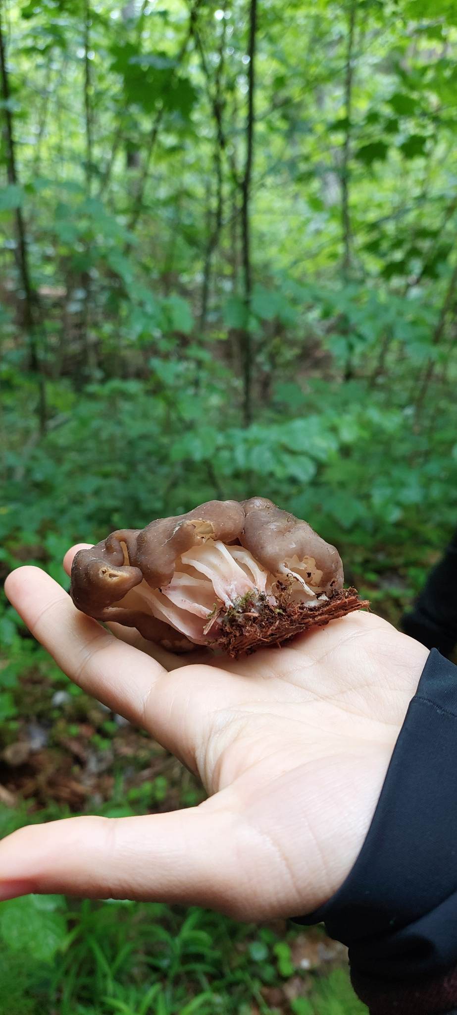 Gyromitra sphaerospora