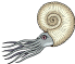 ammonite