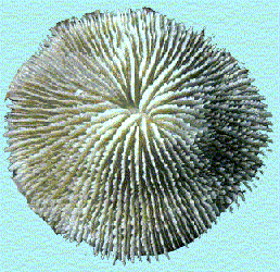 hexacor