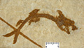 leptolepis