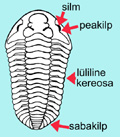 trilobiit1