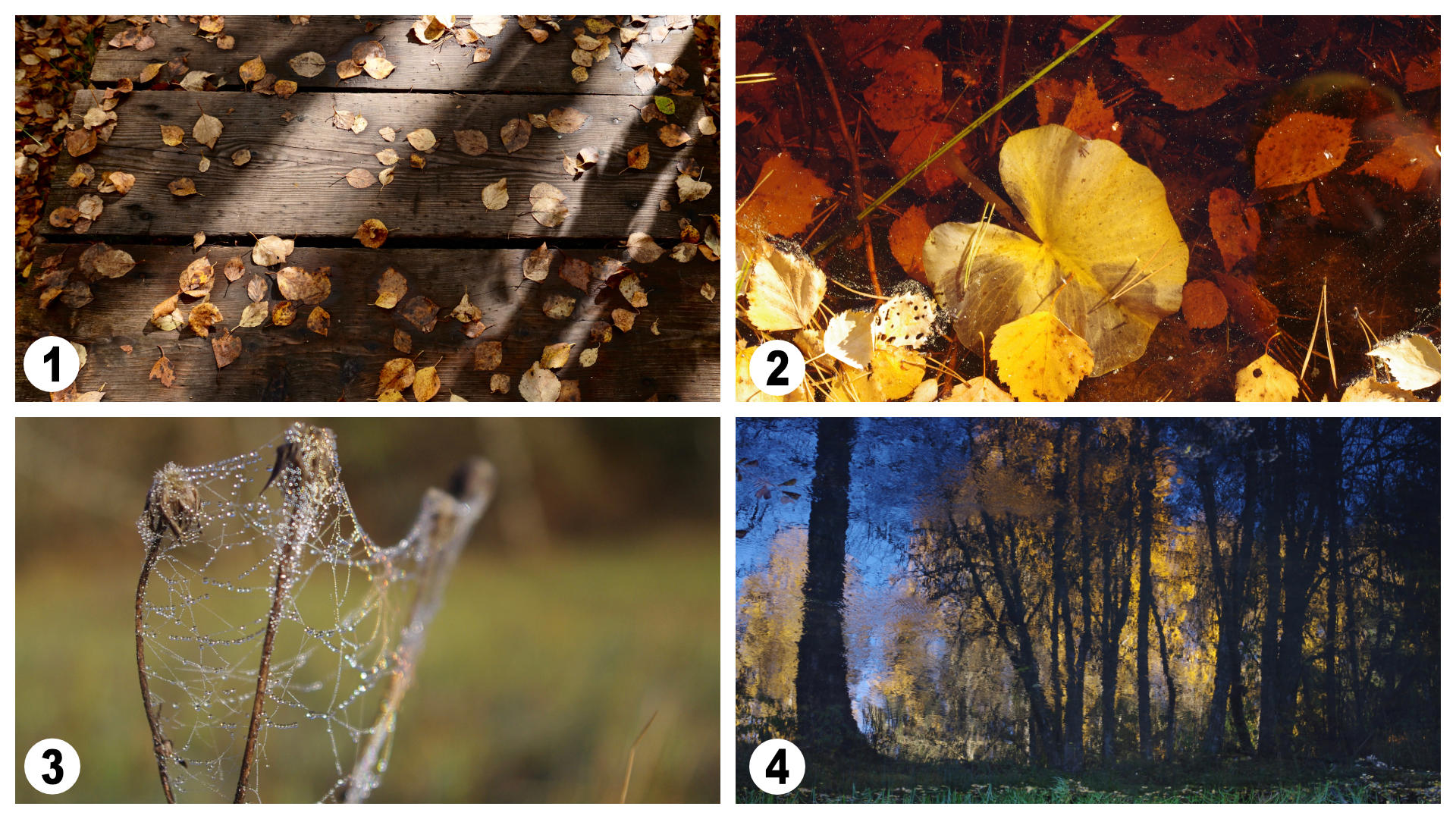 Kollaaž varjude (1), valguse neeldumiste (2), murdumiste (3) ja peegeldumiste (4) kasutamisest fotodel. Autor: Eleri Lõhmus